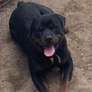 Meet your Posher, Dan